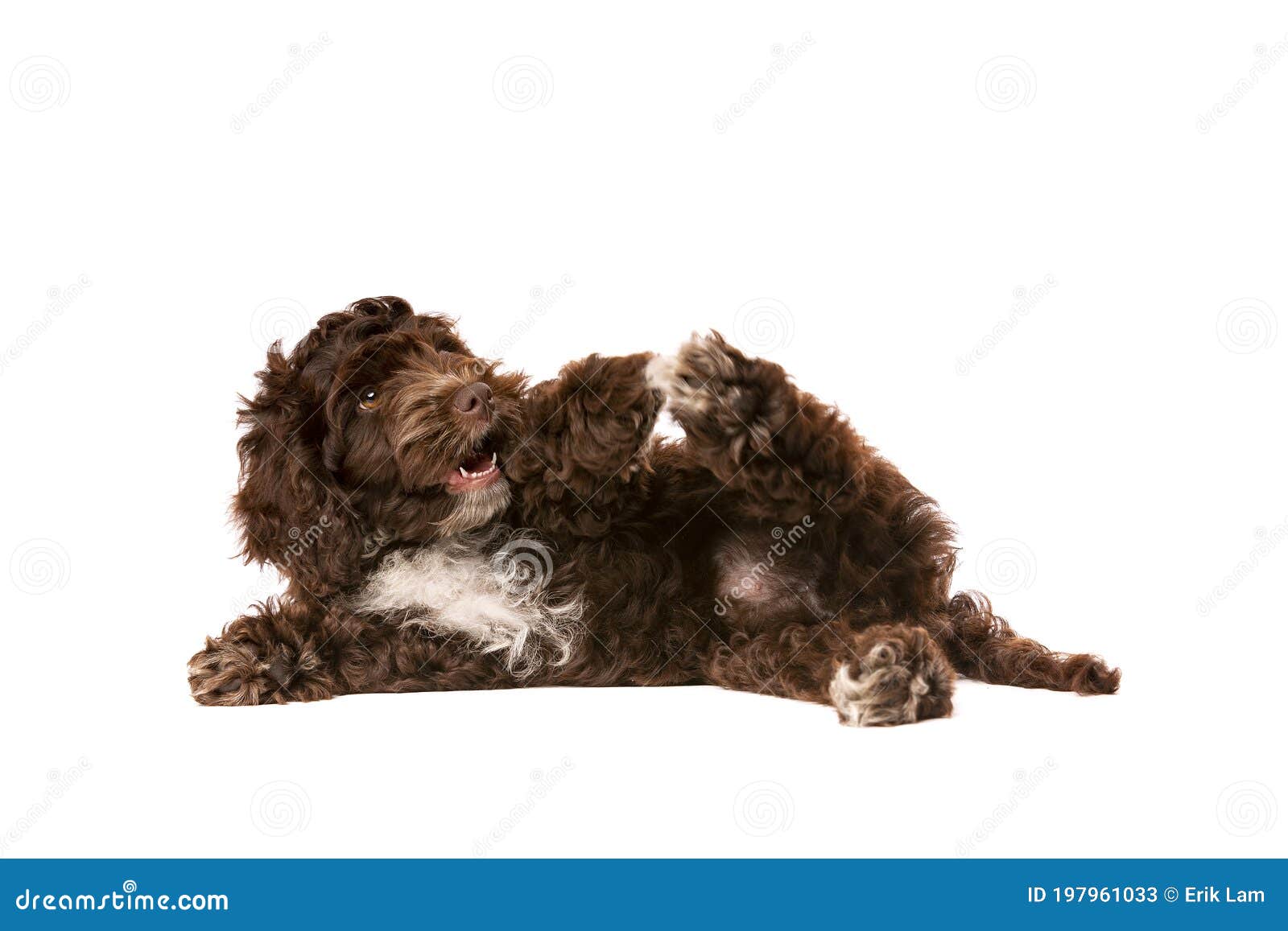 long leash recall training