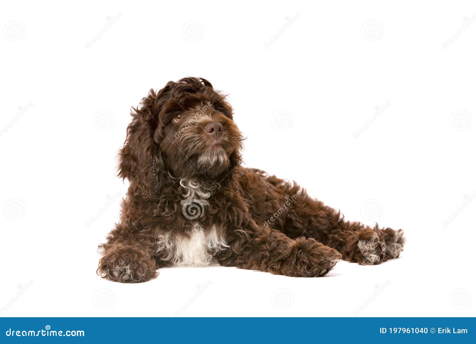 chocolate cockapoo puppies