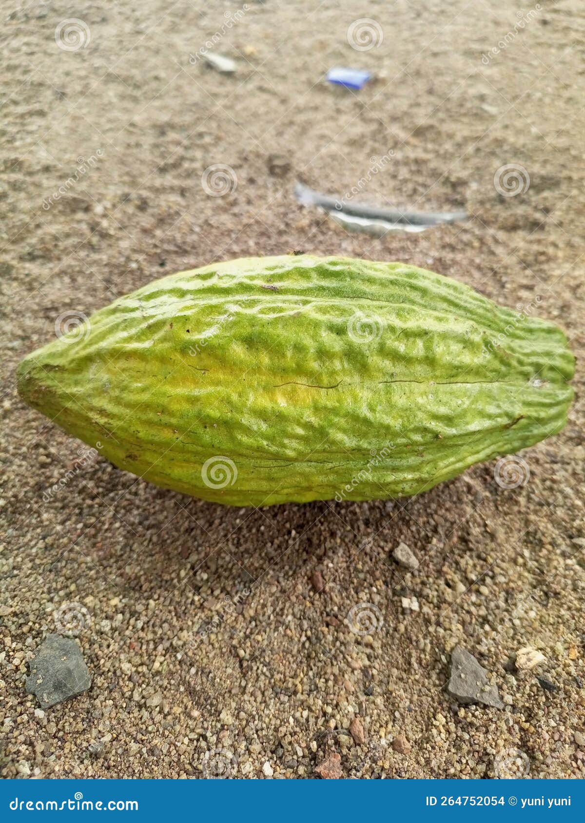 This is a Chocolate Coffee Berry Stock Photo Image of adalah
