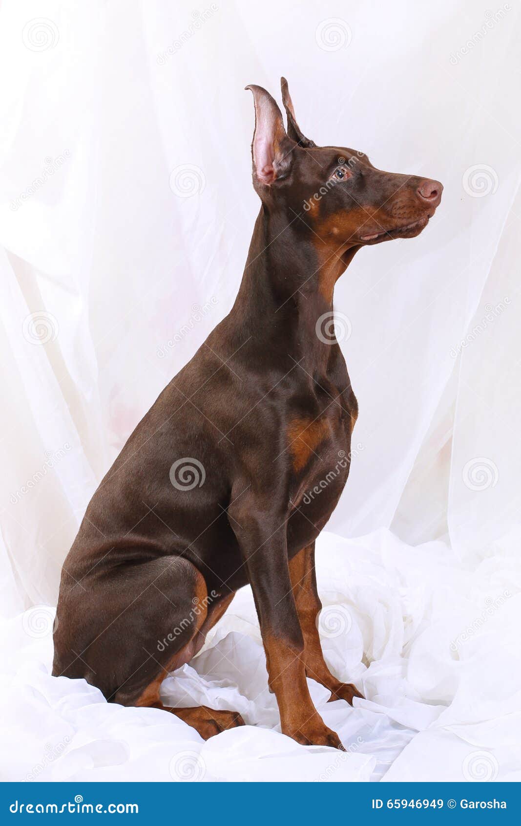 Chocolate Doberman Sits Sideways Stock Image Image of elegant, animal