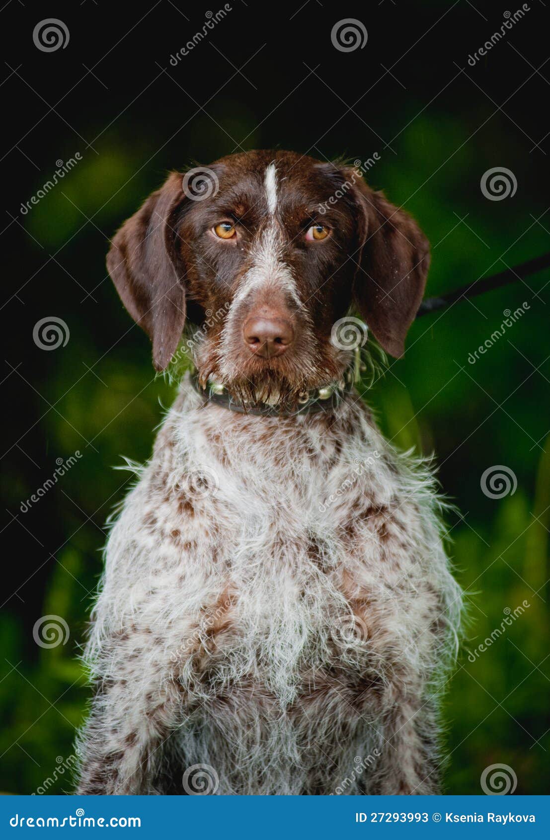 Chocolate hunting dog stock image. Image of meadow, pets 27293993