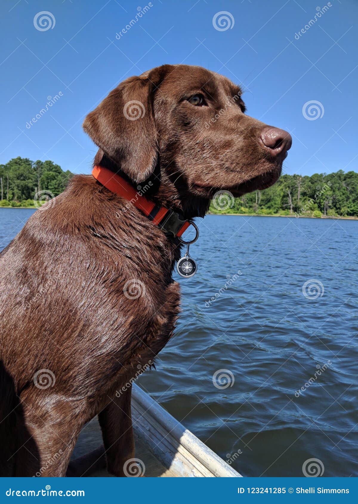 Chocolate Lab on Lake stock image. Image of chocolate 123241285