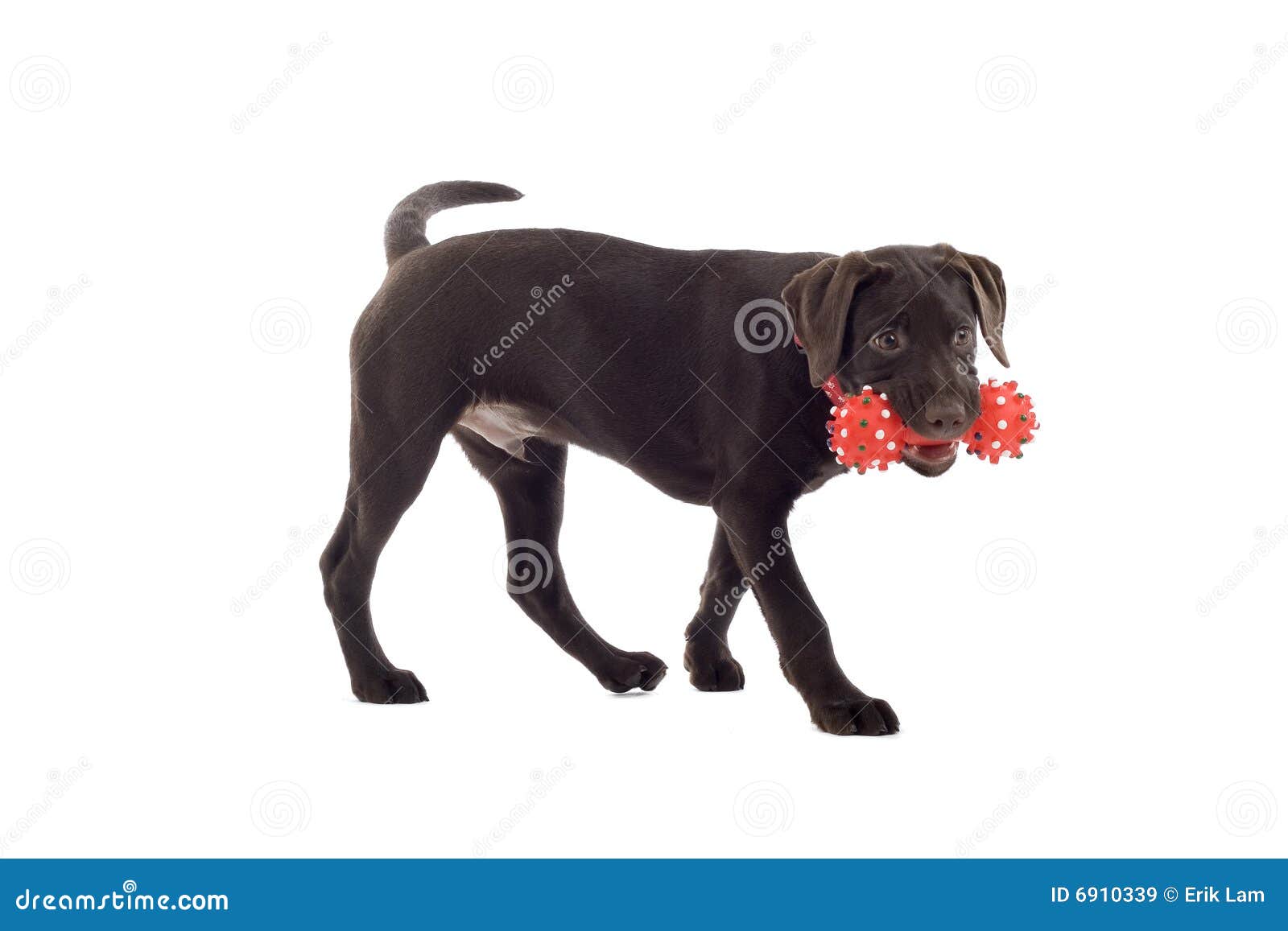 chocolate lab toy