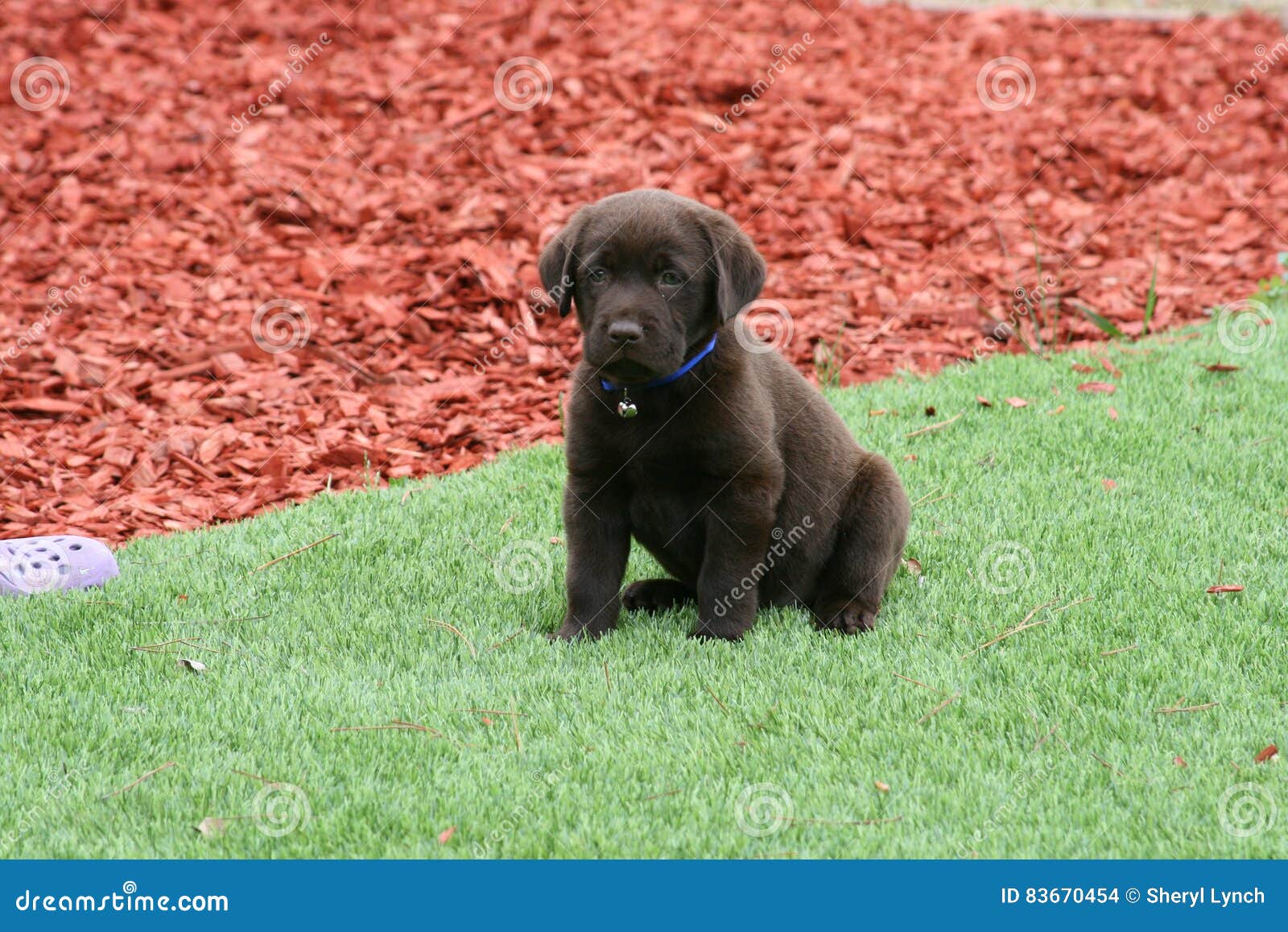 Chocolate Lab Puppy on Lawn Stock Photo Image of retriever, labrador