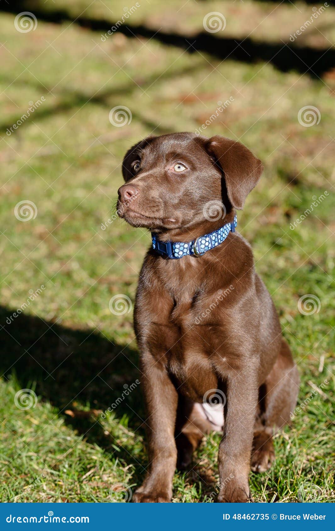 Chocolate Lab Puppy in the Park Stock Image Image of playing