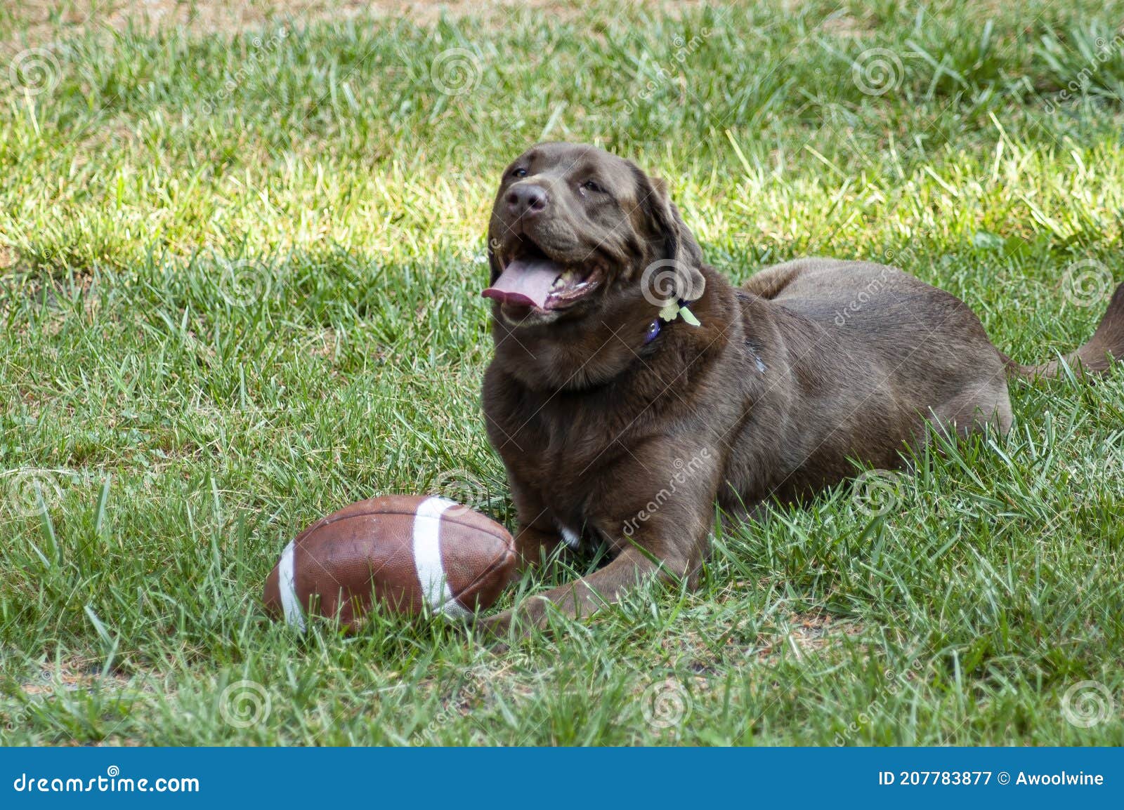 Football Lab Photos Free Royalty Free Stock Photos From Dreamstime