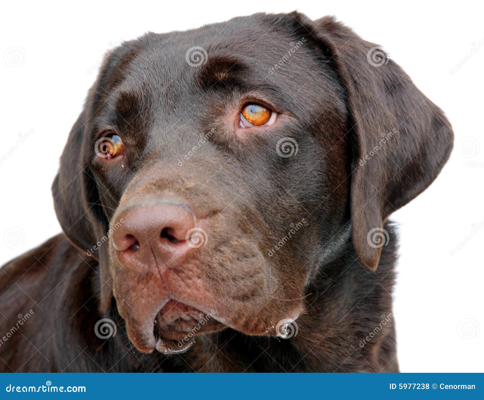 chunky chocolate labrador