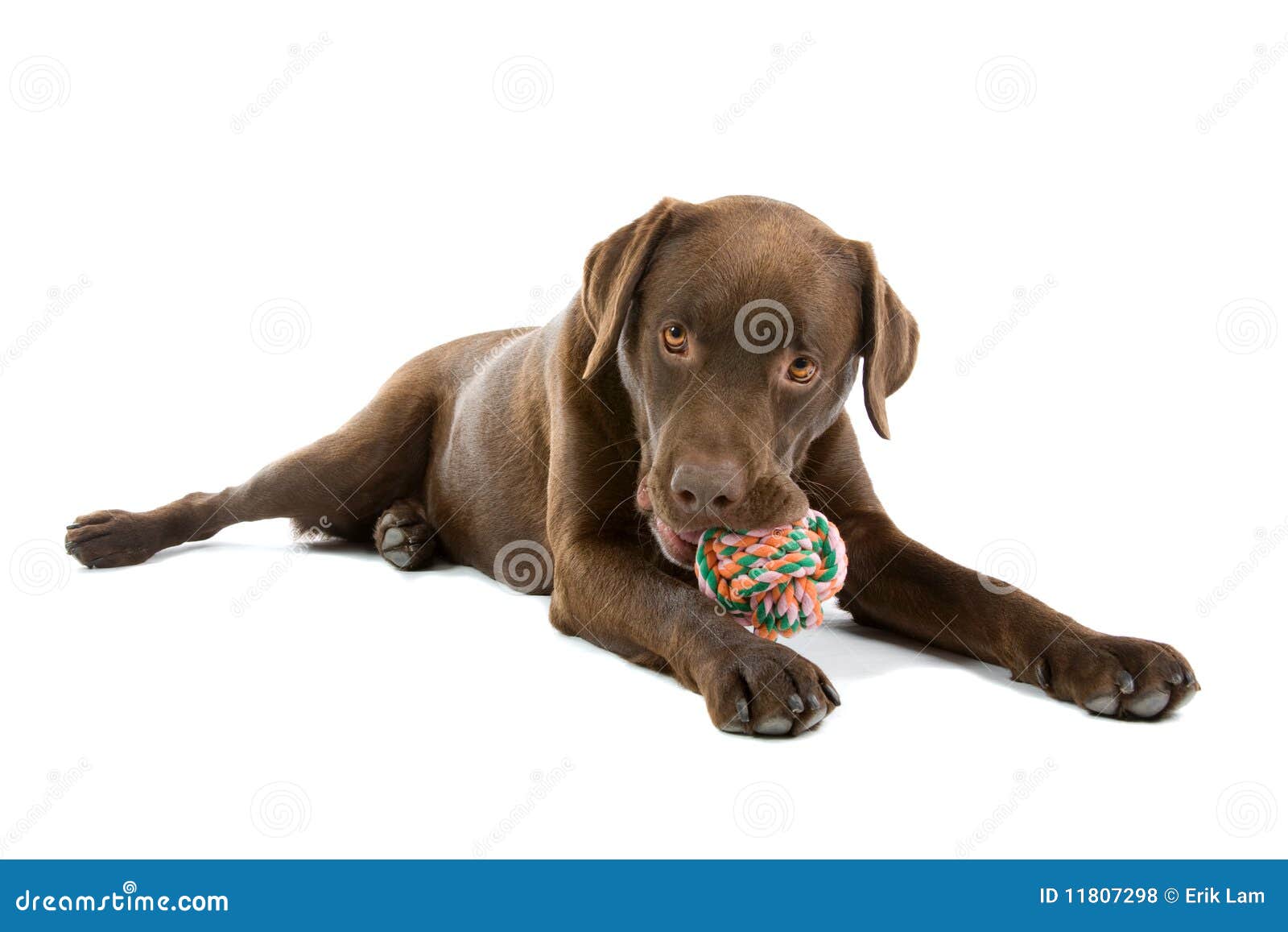 chocolate lab toy