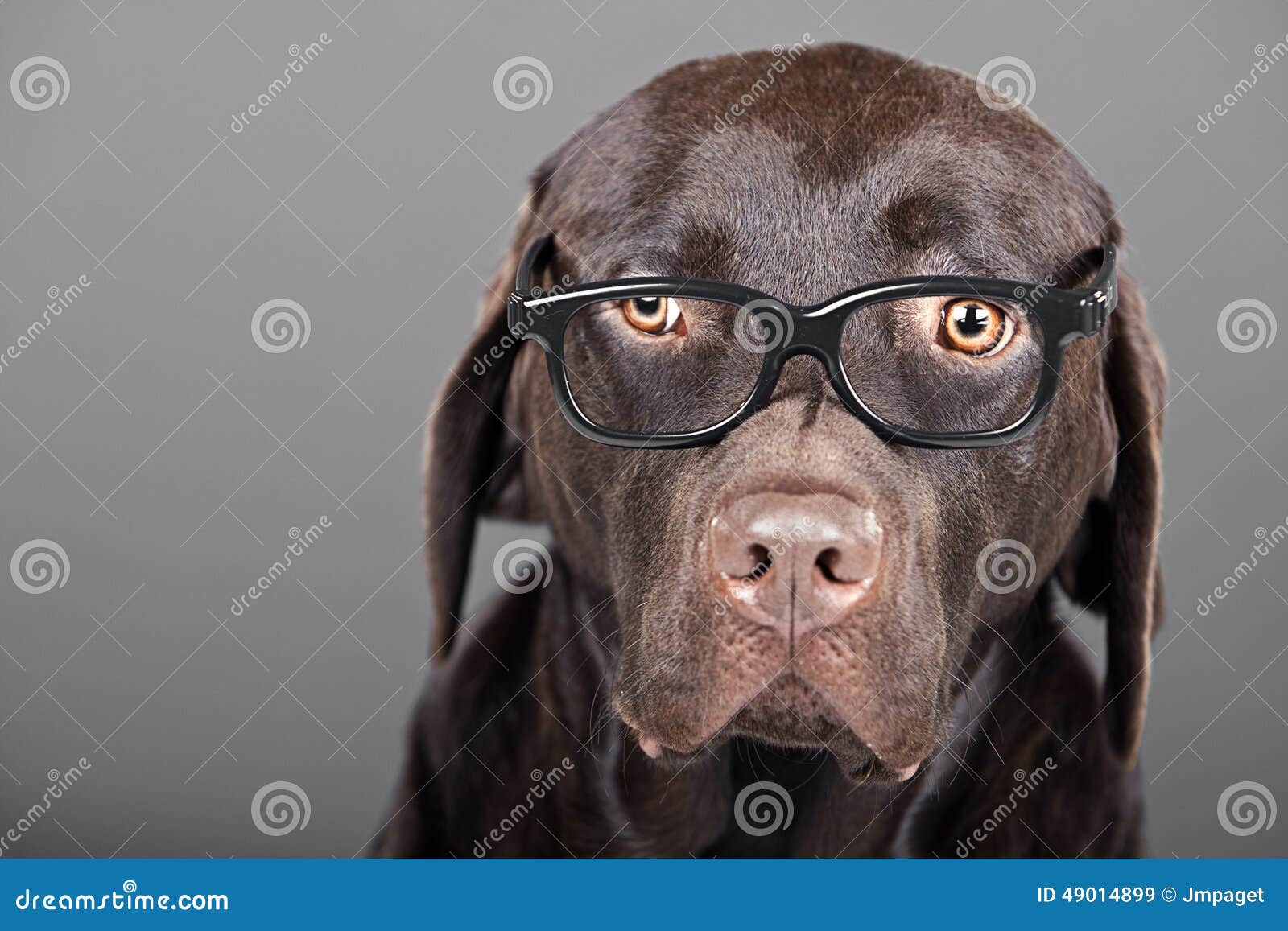 Chocolate Labrador in Glasses Stock Image Image of studio, glasses