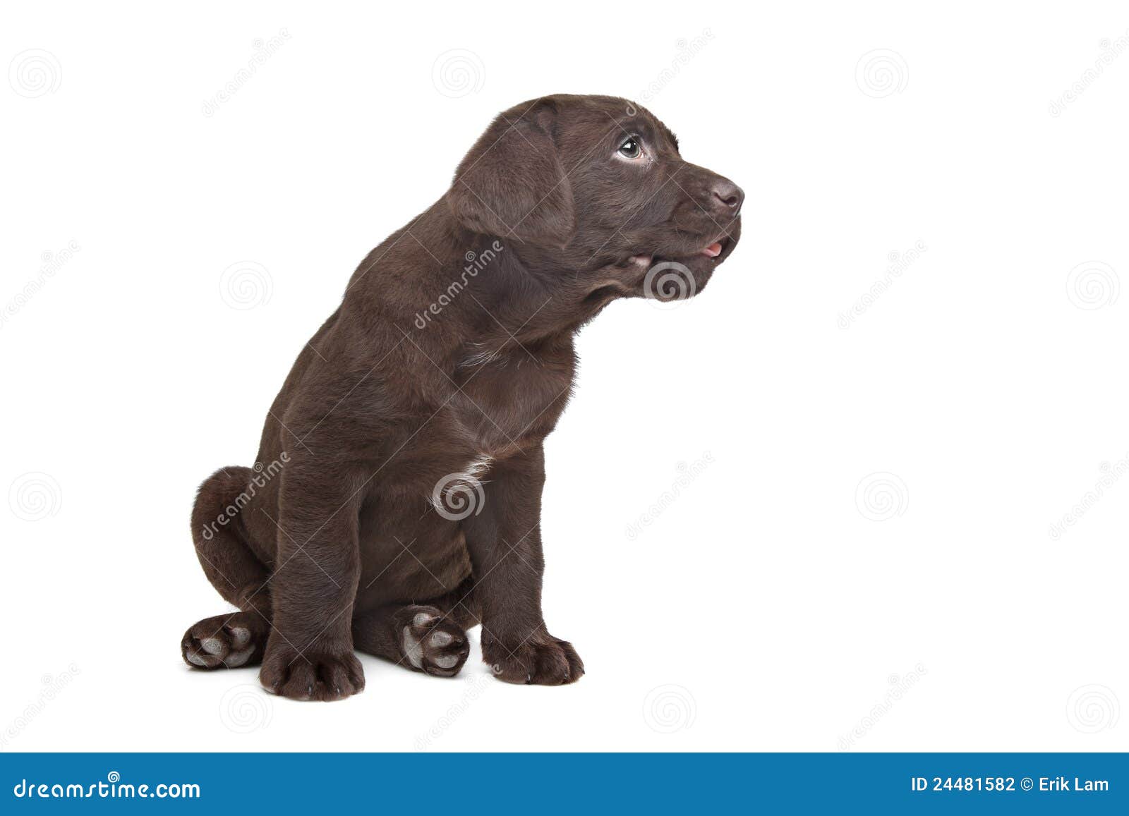 7 week old chocolate lab