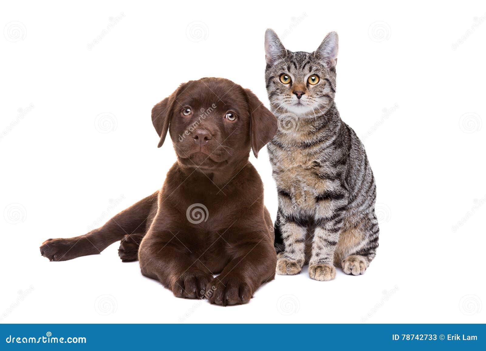 short haired chocolate labrador