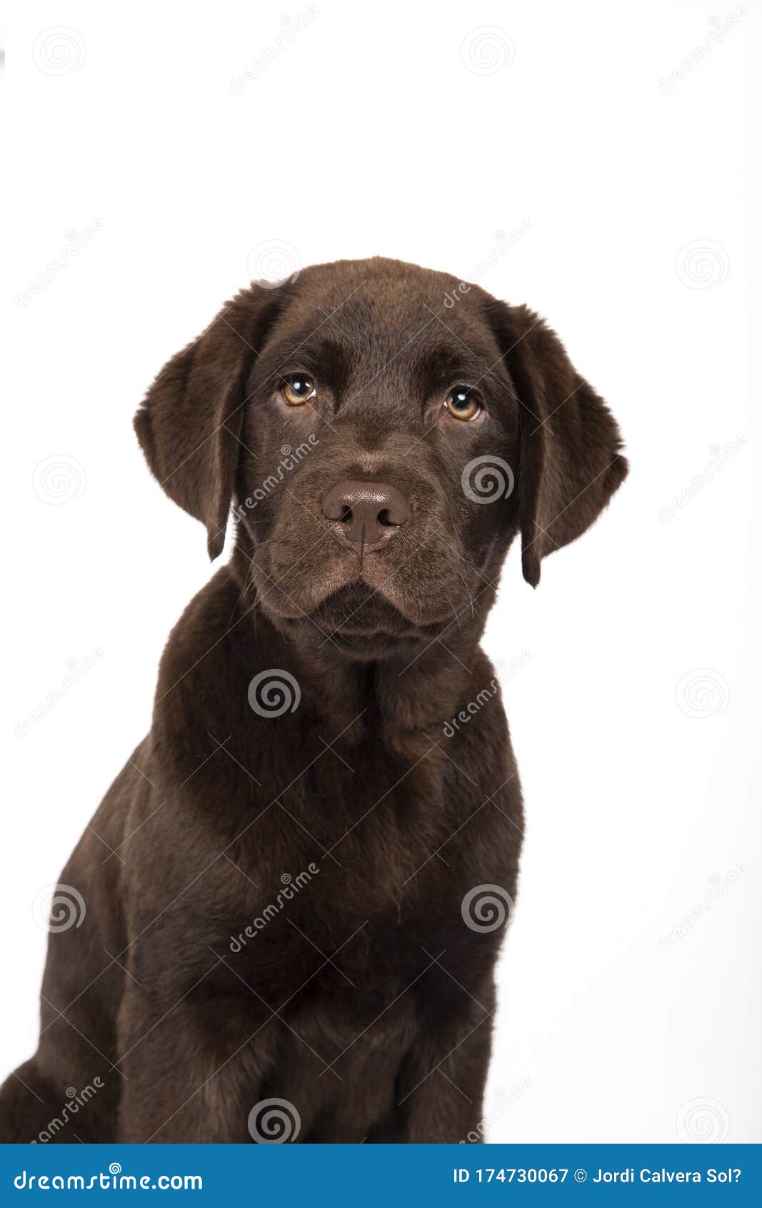 white chocolate labrador