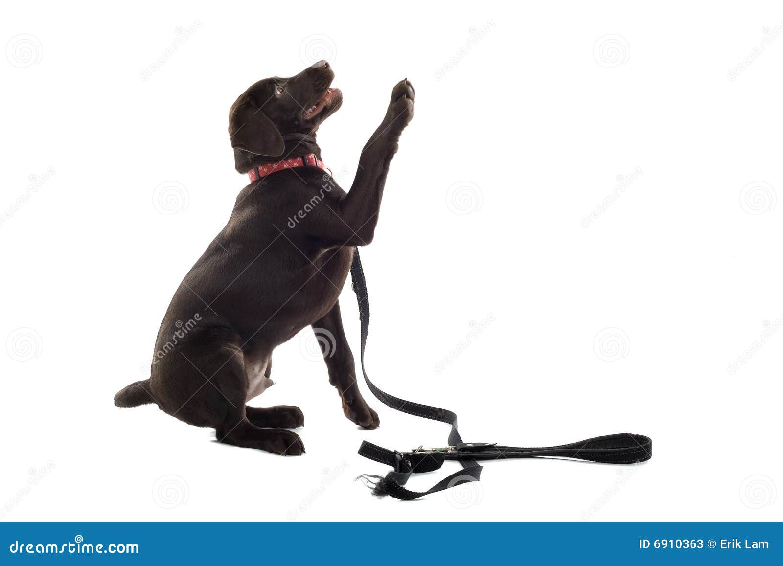 Chocolate Labrador Retriever Stock Image Image of juvenile