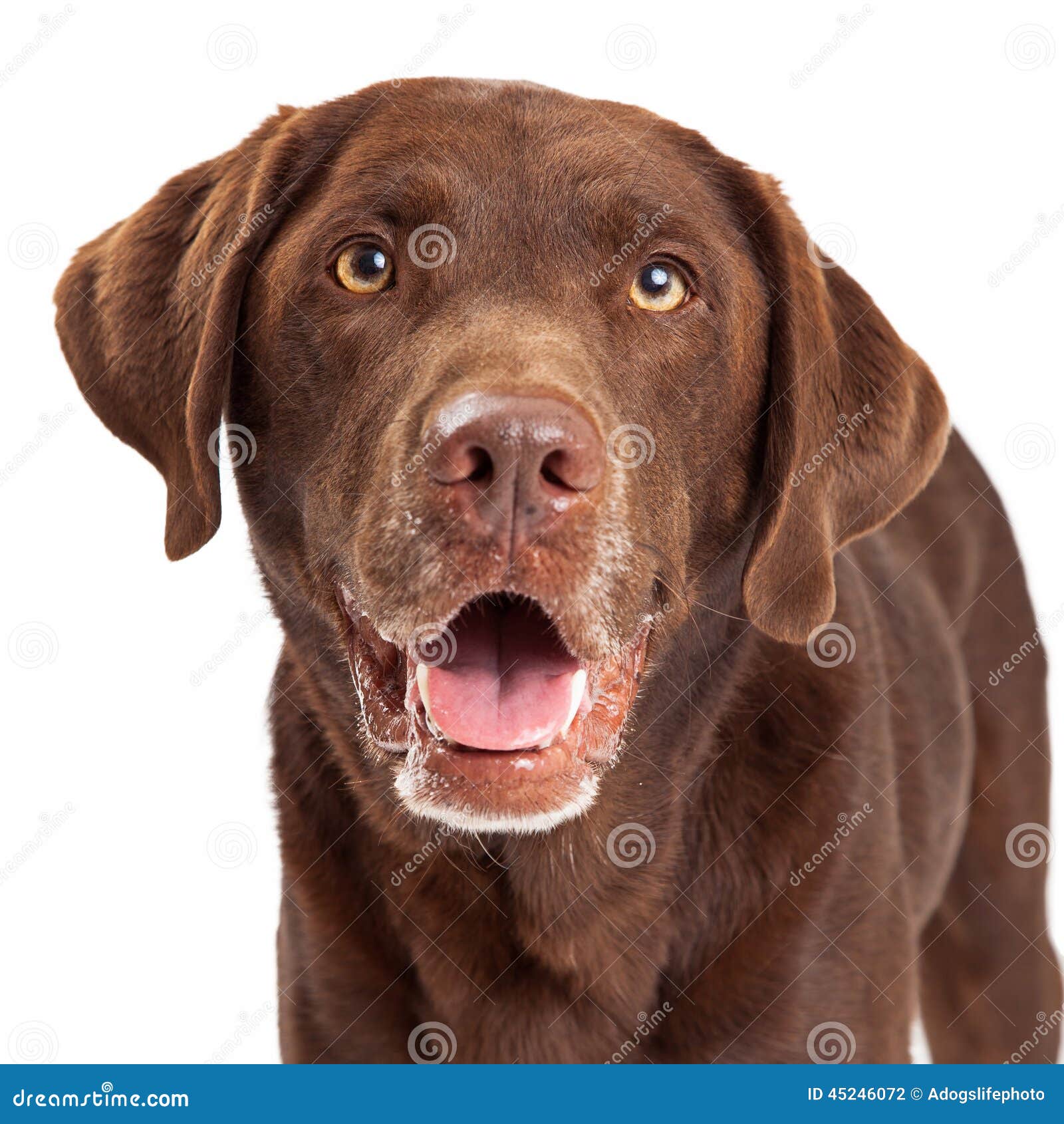 chocolate labrador retriever dog head shot