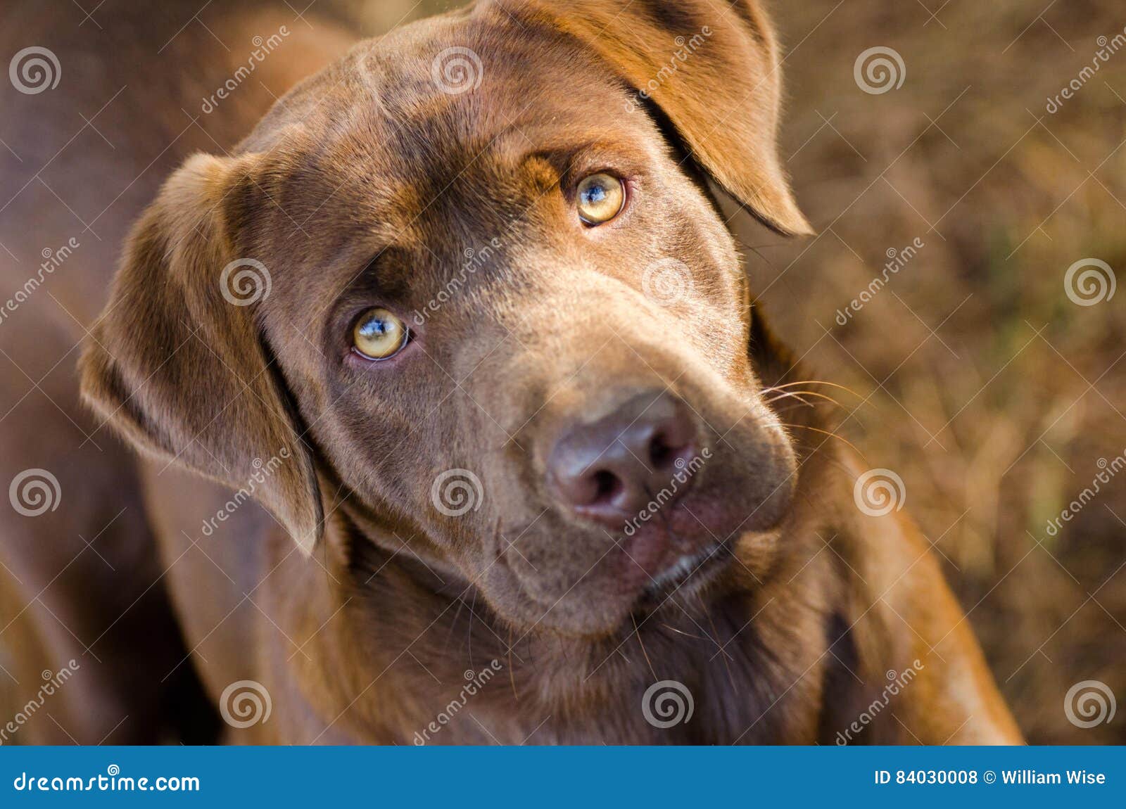 Chocolate Retriever Mix Dog Stock Photo - Image of great, outdoor: 84030008