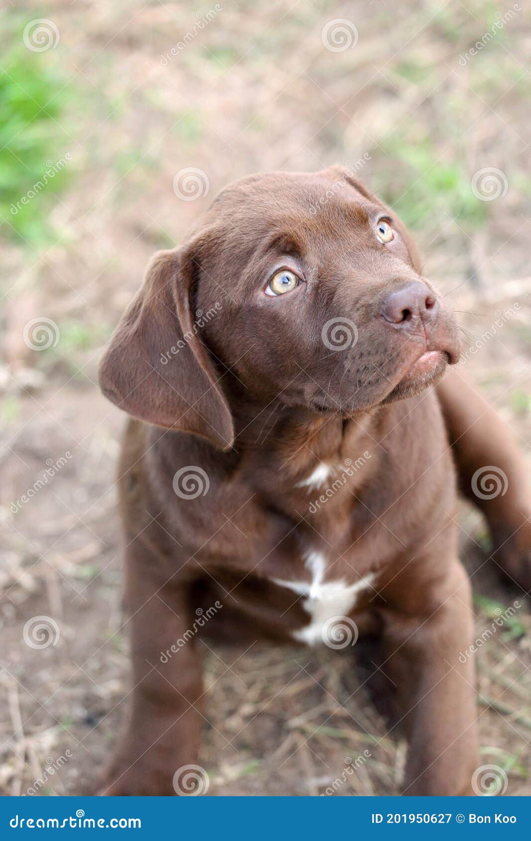 Chocolate Labrador Mix Puppy with a Sad Face Stock Image - adorable, 201950627