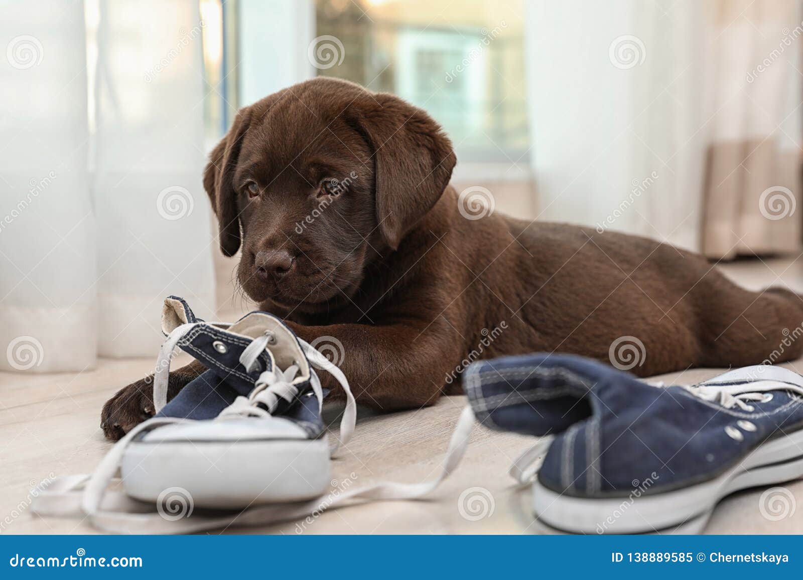 labrador sneakers