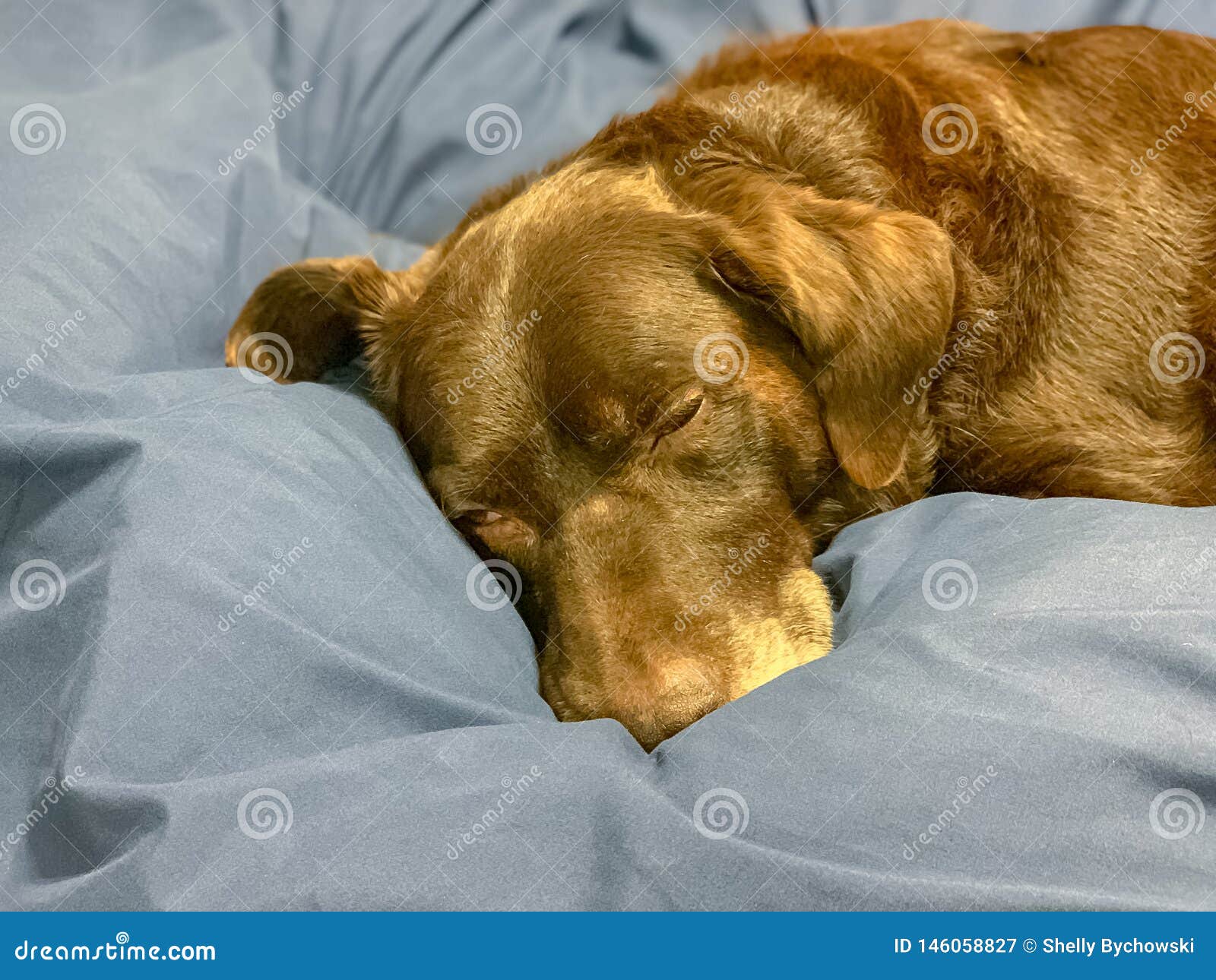 labrador sleeping in bed