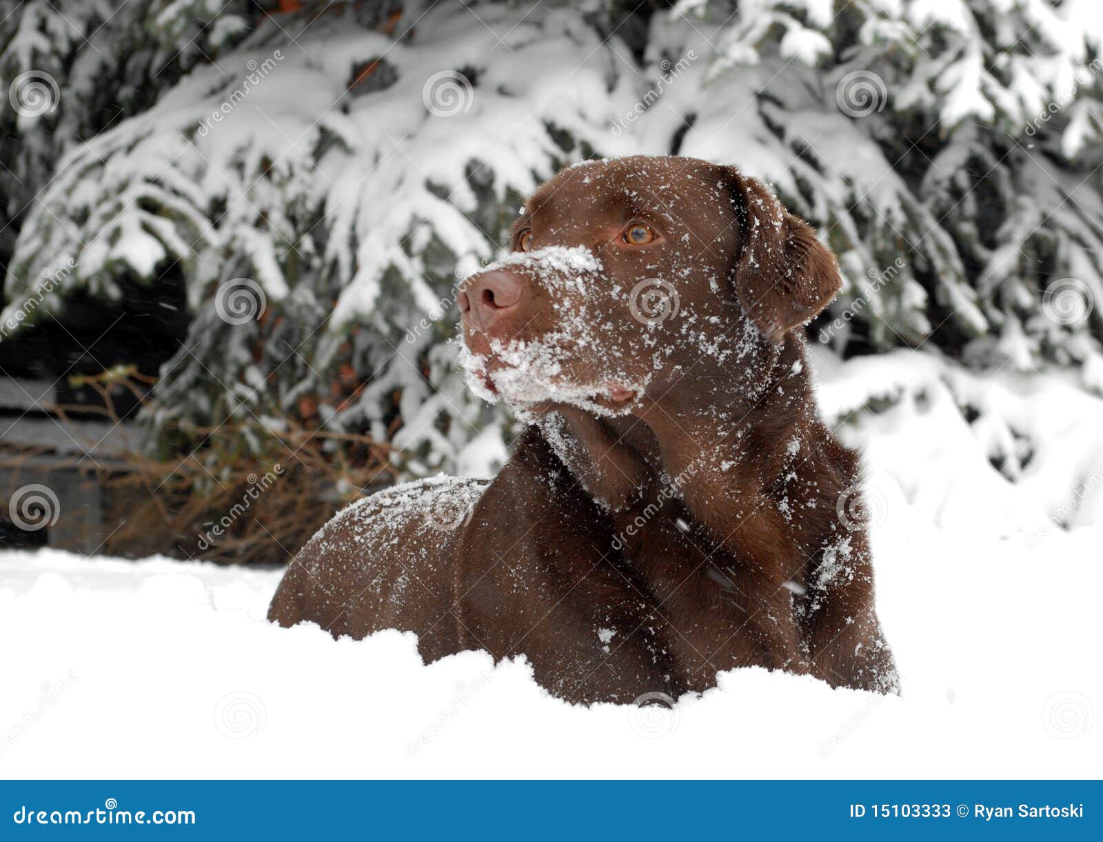 Chocolate Labrador Retriever Winter Scene Stock Image Image of