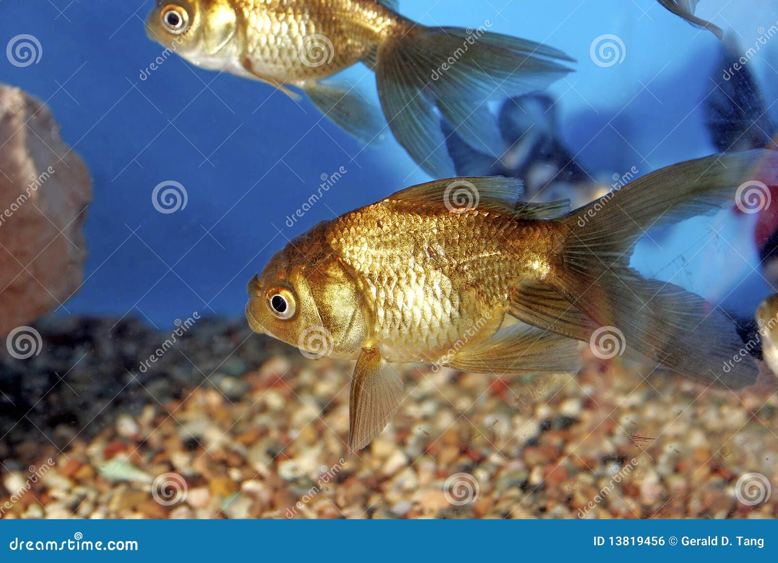 Chocolate Oranda Goldfish 700049 Stock Photo Image of fancy, aquarium