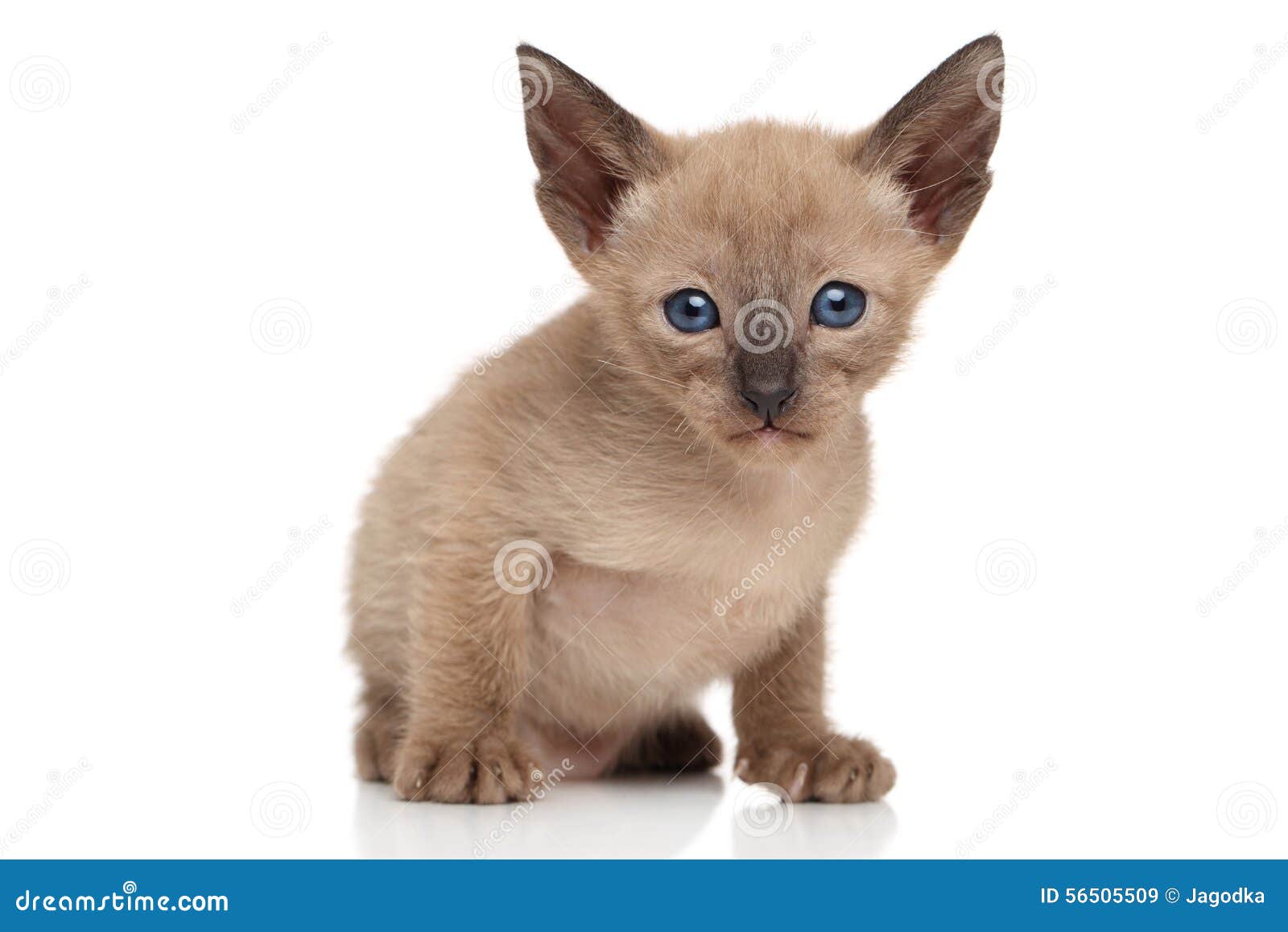 Chocolate Oriental kitten stock image. Image of kitty 56505509