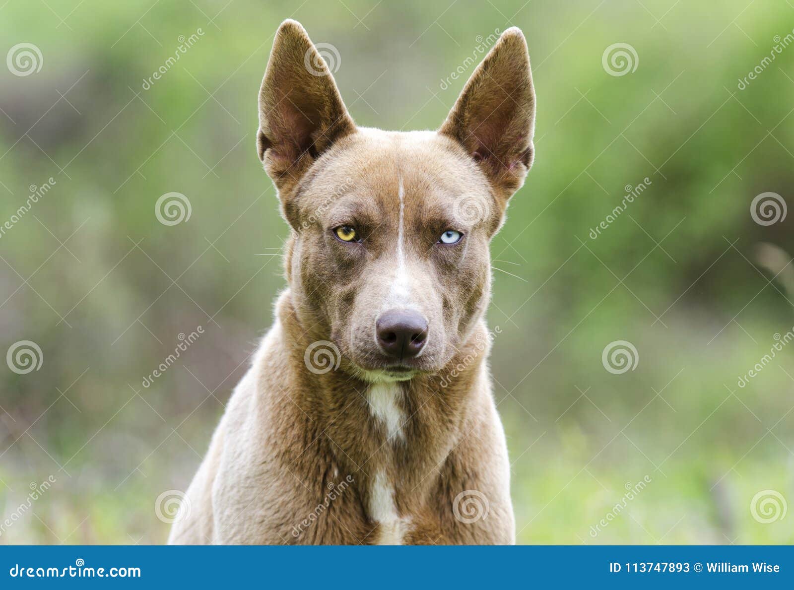 Chocolate Pharaoh Hound Husky Mix Dog With One Blue Eye Stock Image Image Of Collar Leash 113747893