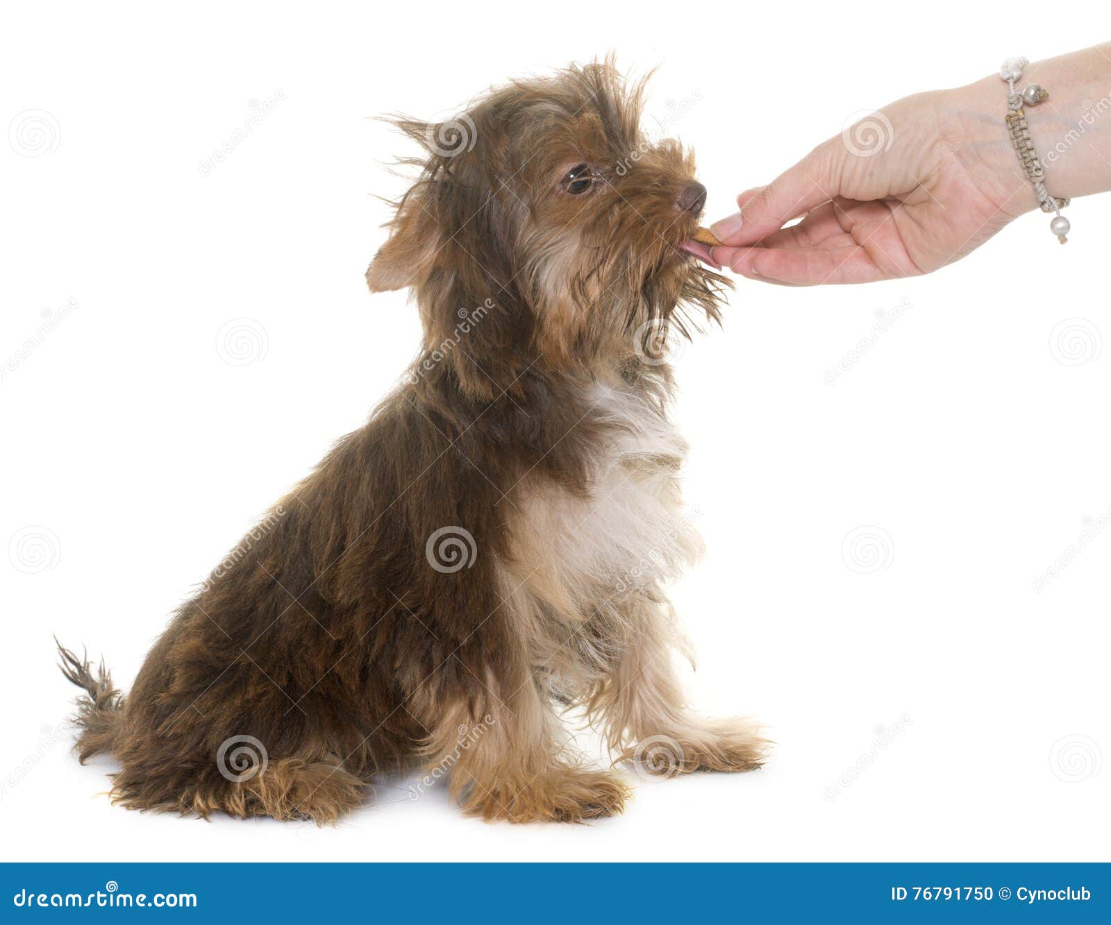Chocolate Puppy Yorkshire Terrier Eating Stock Photo Image of
