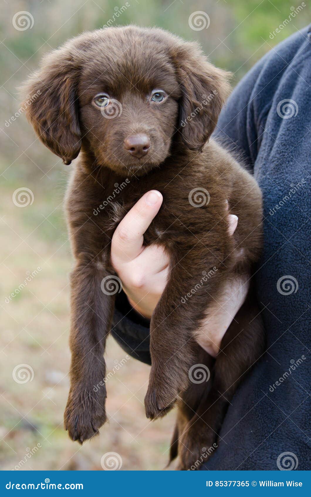 aussie springer spaniel mix