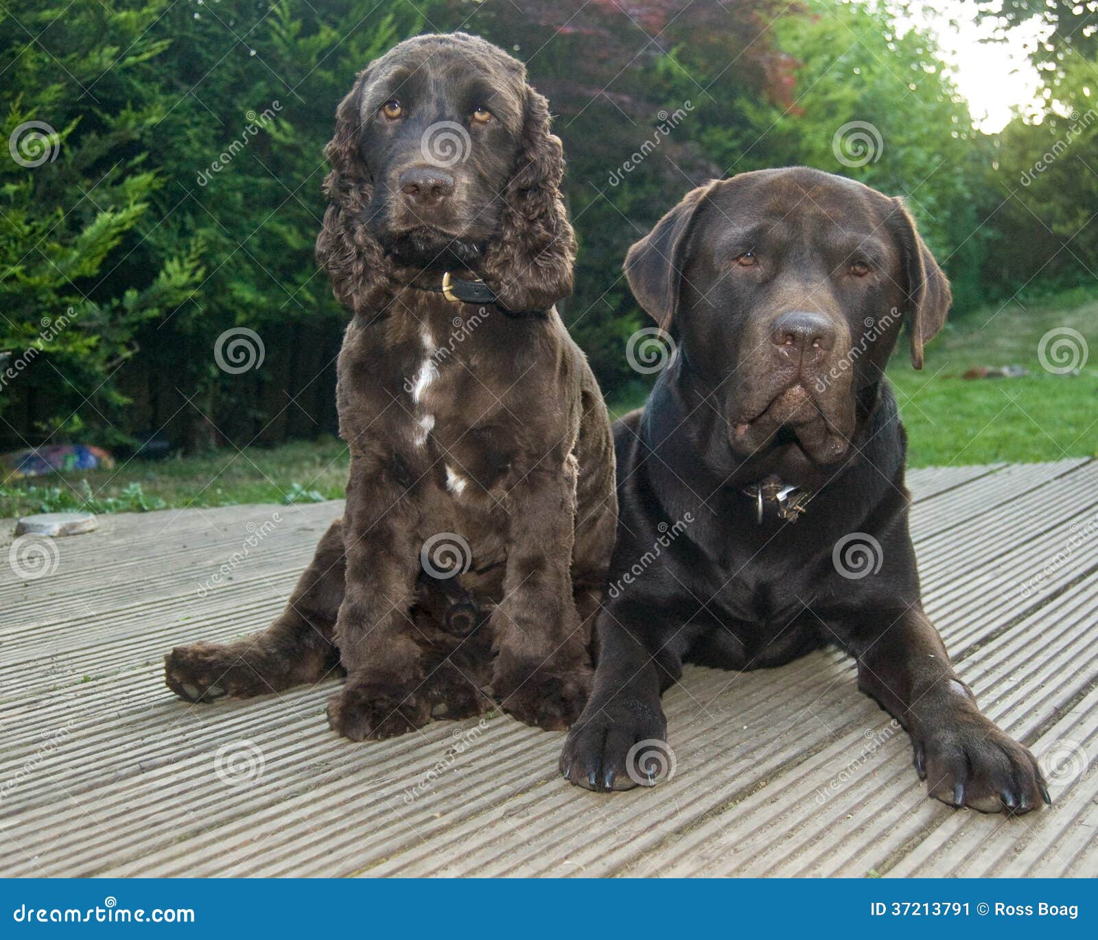 Chocolate Springer Photos - Free 