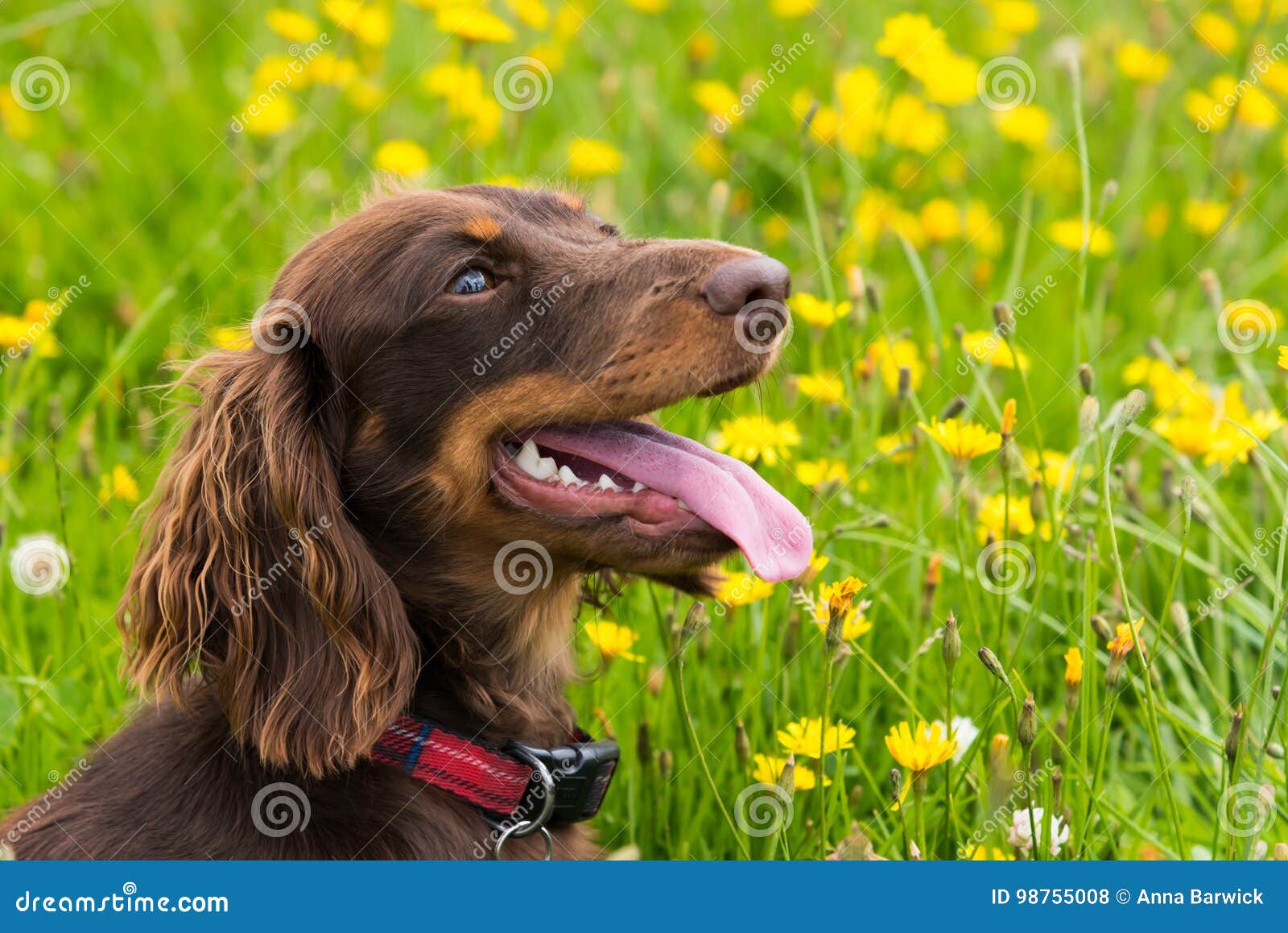 chocolate long haired miniature dachshund