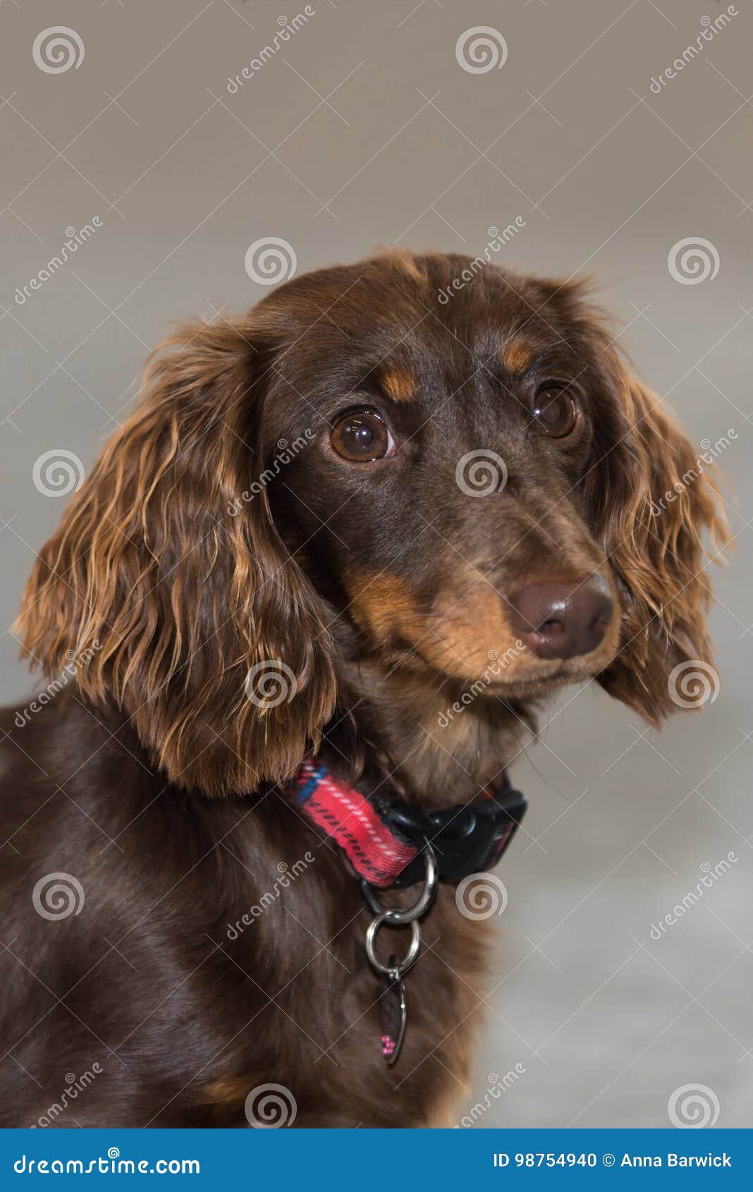 Portrait of Chocolate and Tan Long-haired Miniature Dachshund Stock Photo -  Image of breed, dachshund: 98754940