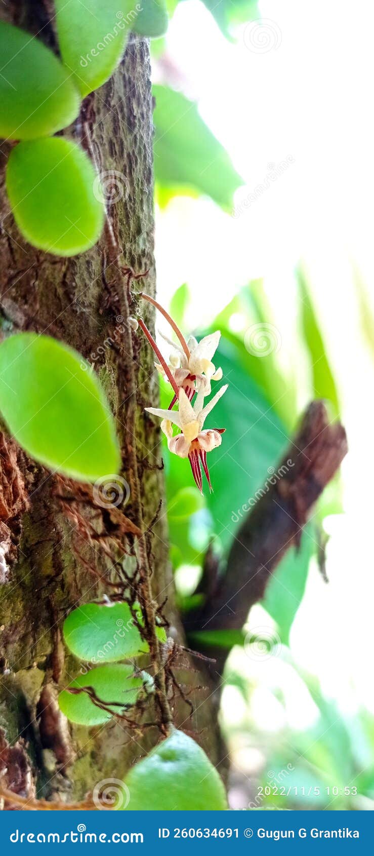 Coco tree flower stock image. Image of coco, chocolate 260634691