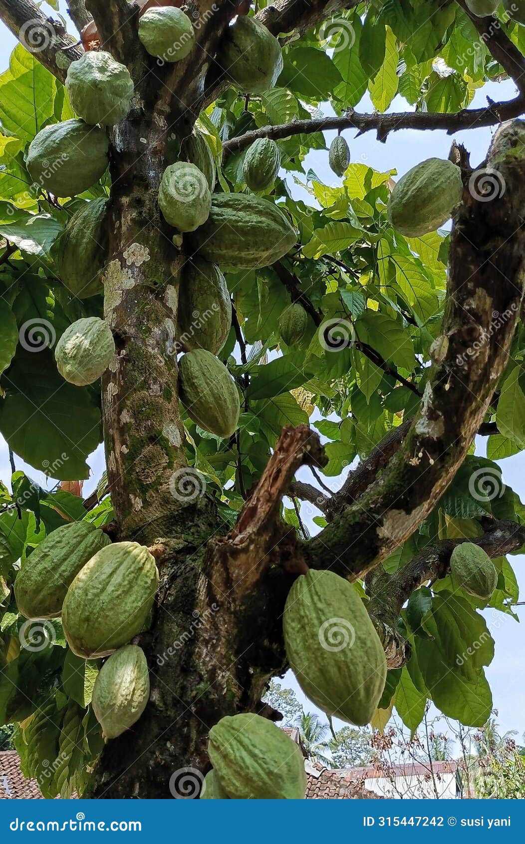 chocolate trees bear abundant fruit