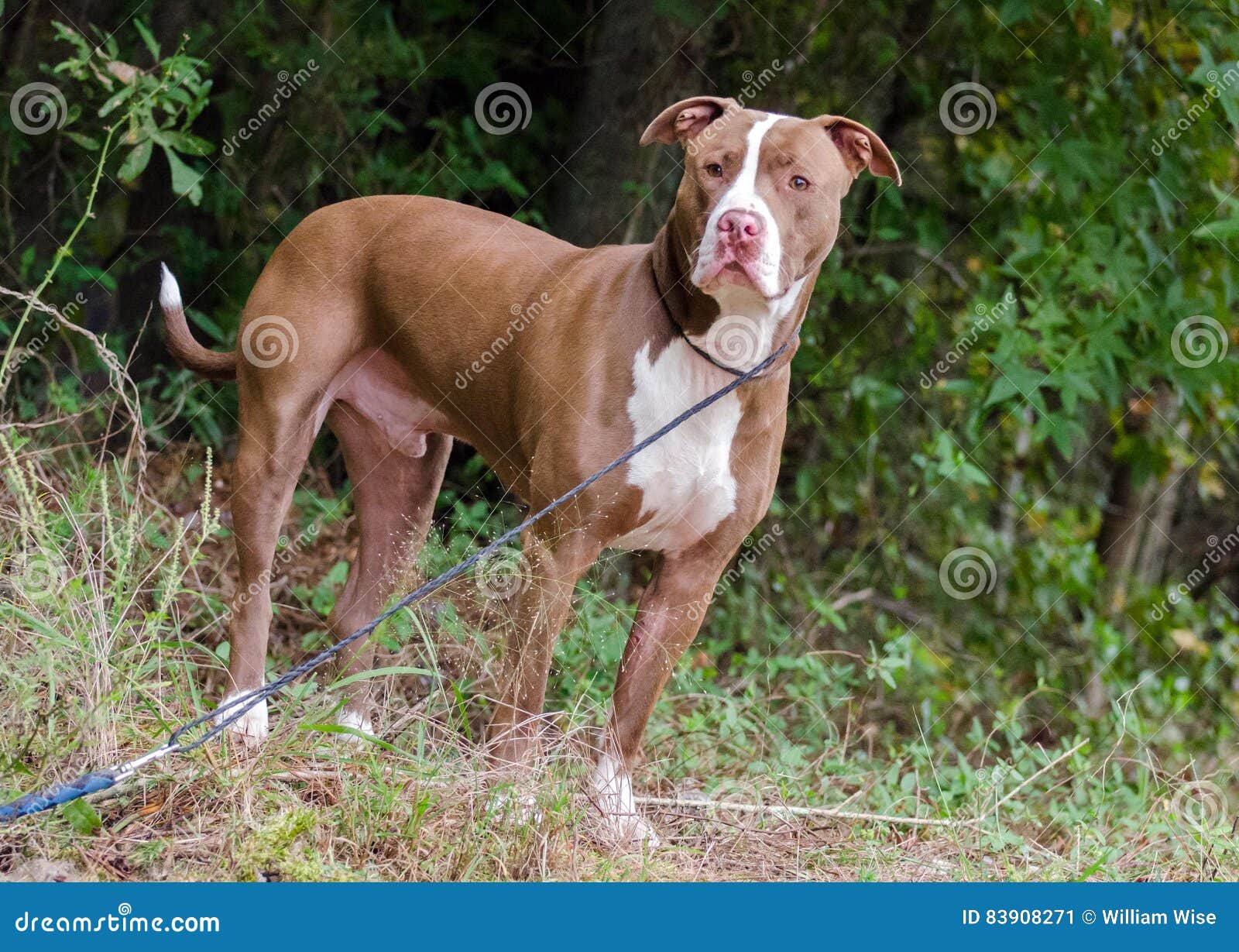 Chocolate And White American Pit Bull Terrier Stock Image