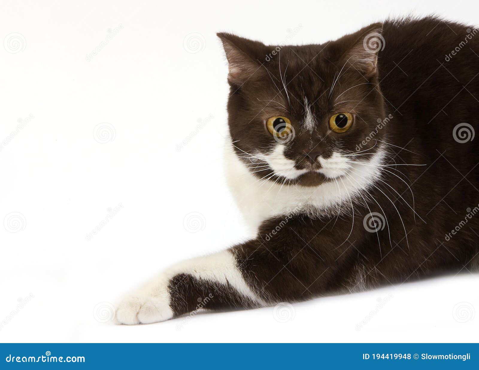 chocolate and white british shorthair