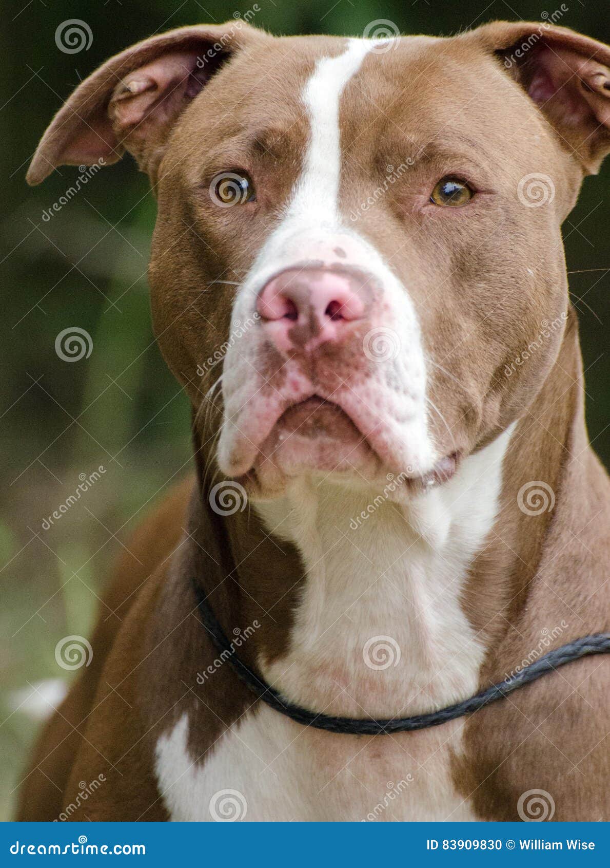 Chocolate Y Americano Blanco Pit Bull Terrier Foto de archivo Imagen de mascar, control 83909830