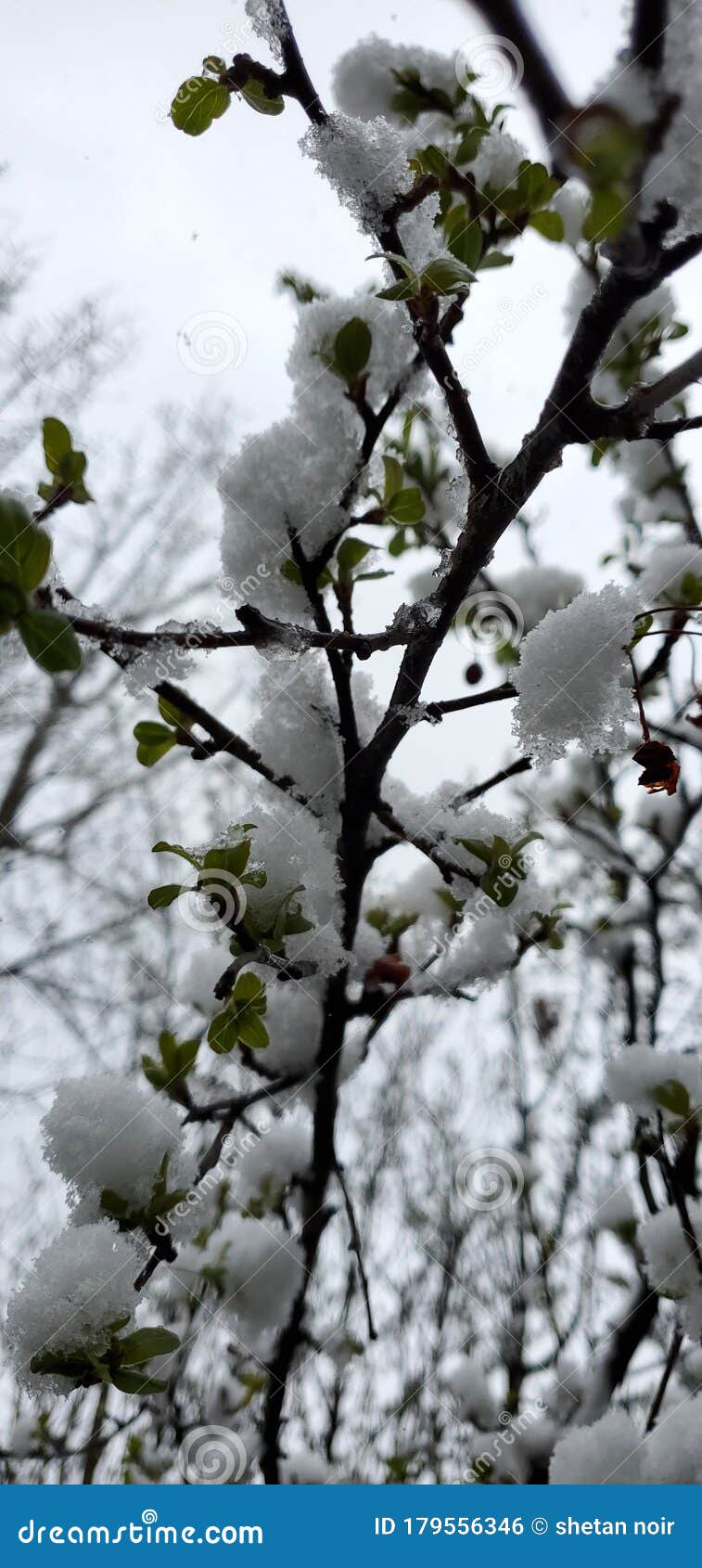 Choke Cherry Blossom in Snow Stock Photo Image of tree, blossom 179556346