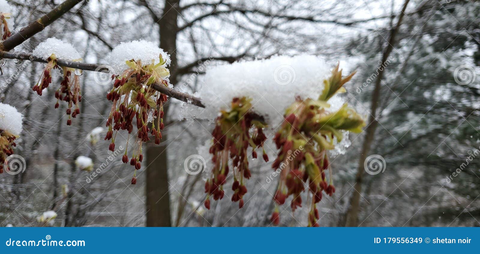 Choke Cherry Blossom in Snow Stock Image Image of winter, vibrant 179556349