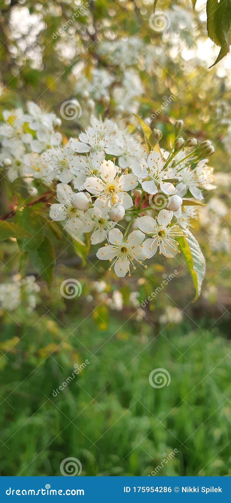 Choke Cherry Blossoms stock photo. Image of sunrise 175954286