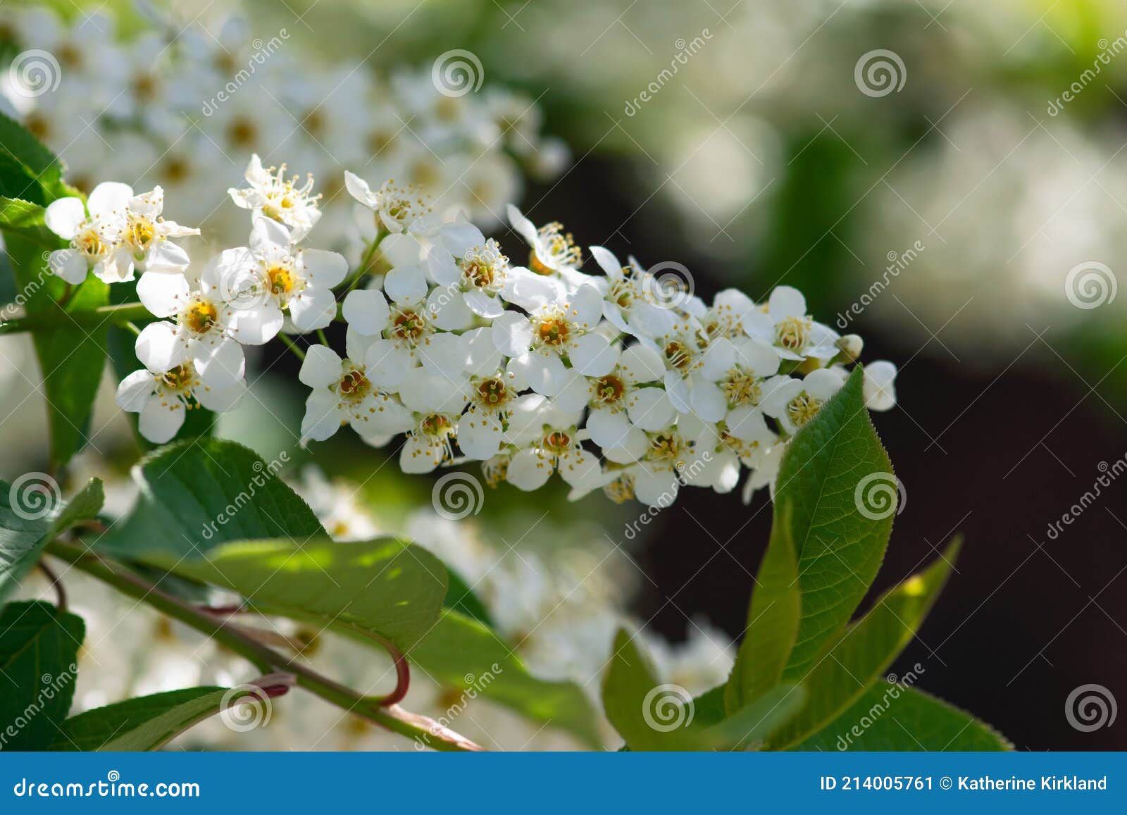 Choke Cherry Spray stock image. Image of color, choke 214005761