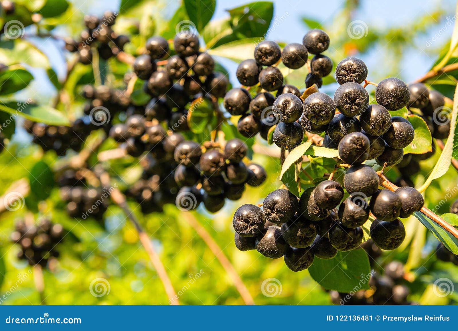 chokeberry aronia melanocarpa on tree in the orchard