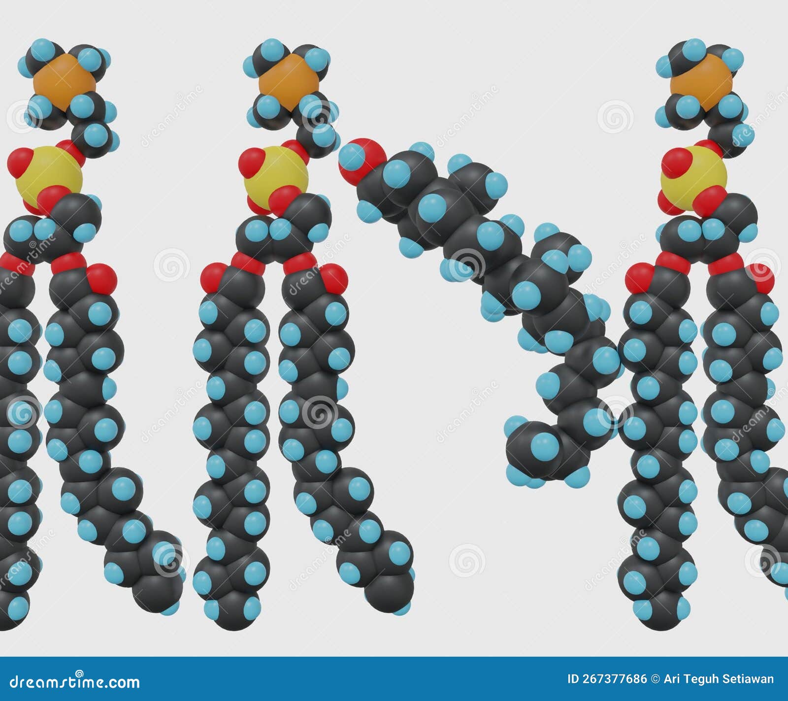 Cholesterol Molecule between Phospholipid Molecules Membrane Stock