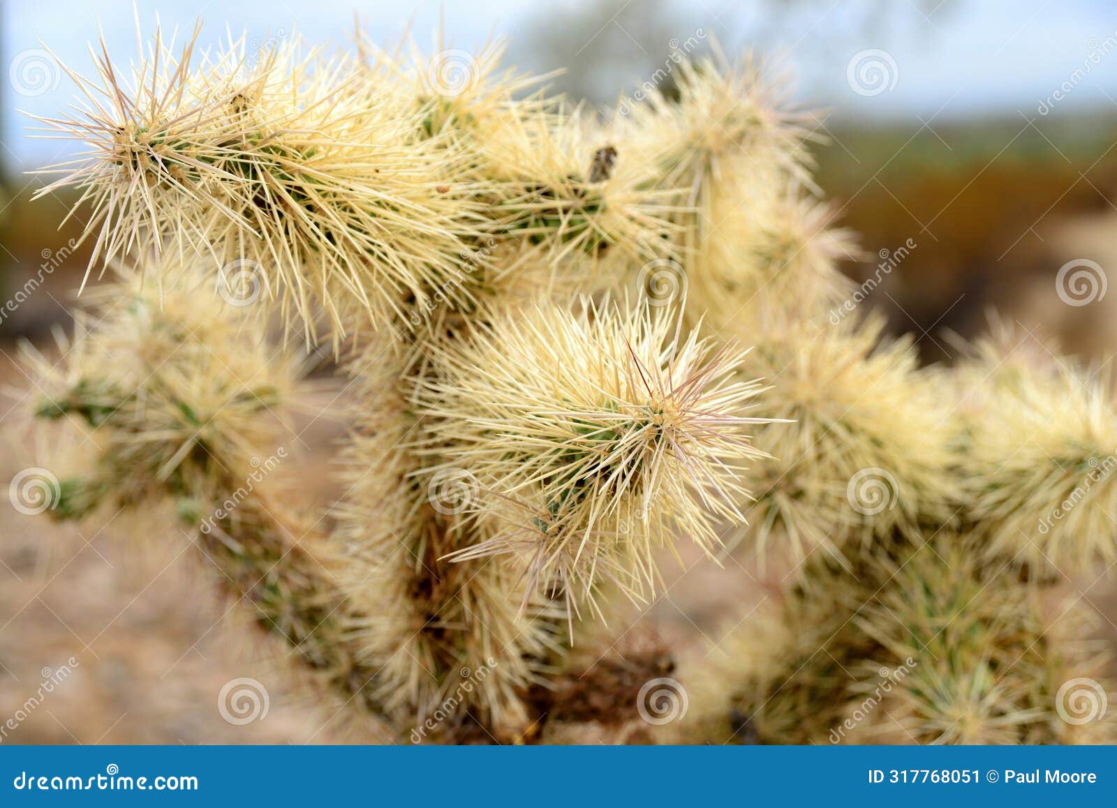 cholla cactus, close up, sonora desert, mid spring