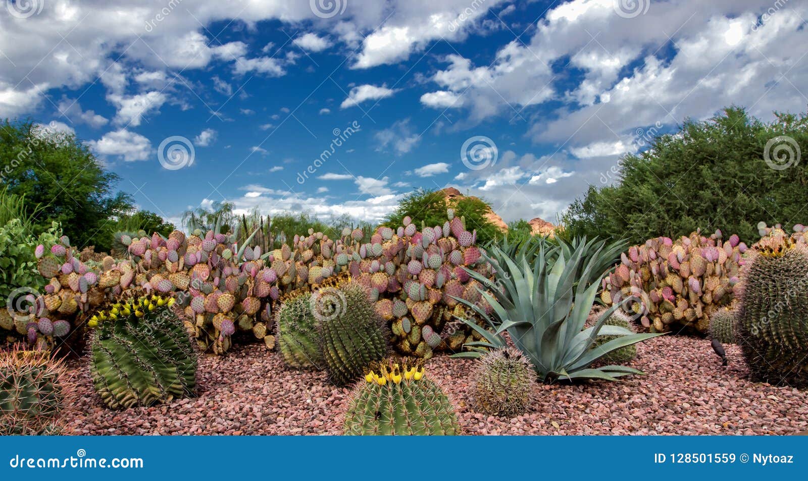 Cholla Cactus Desert Botanical Garden Phoenix Az Stock Image