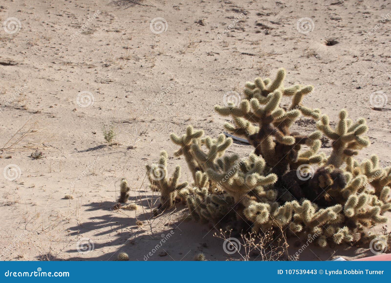 cholla cactus near el golfo de santa clara, sonora, mexico