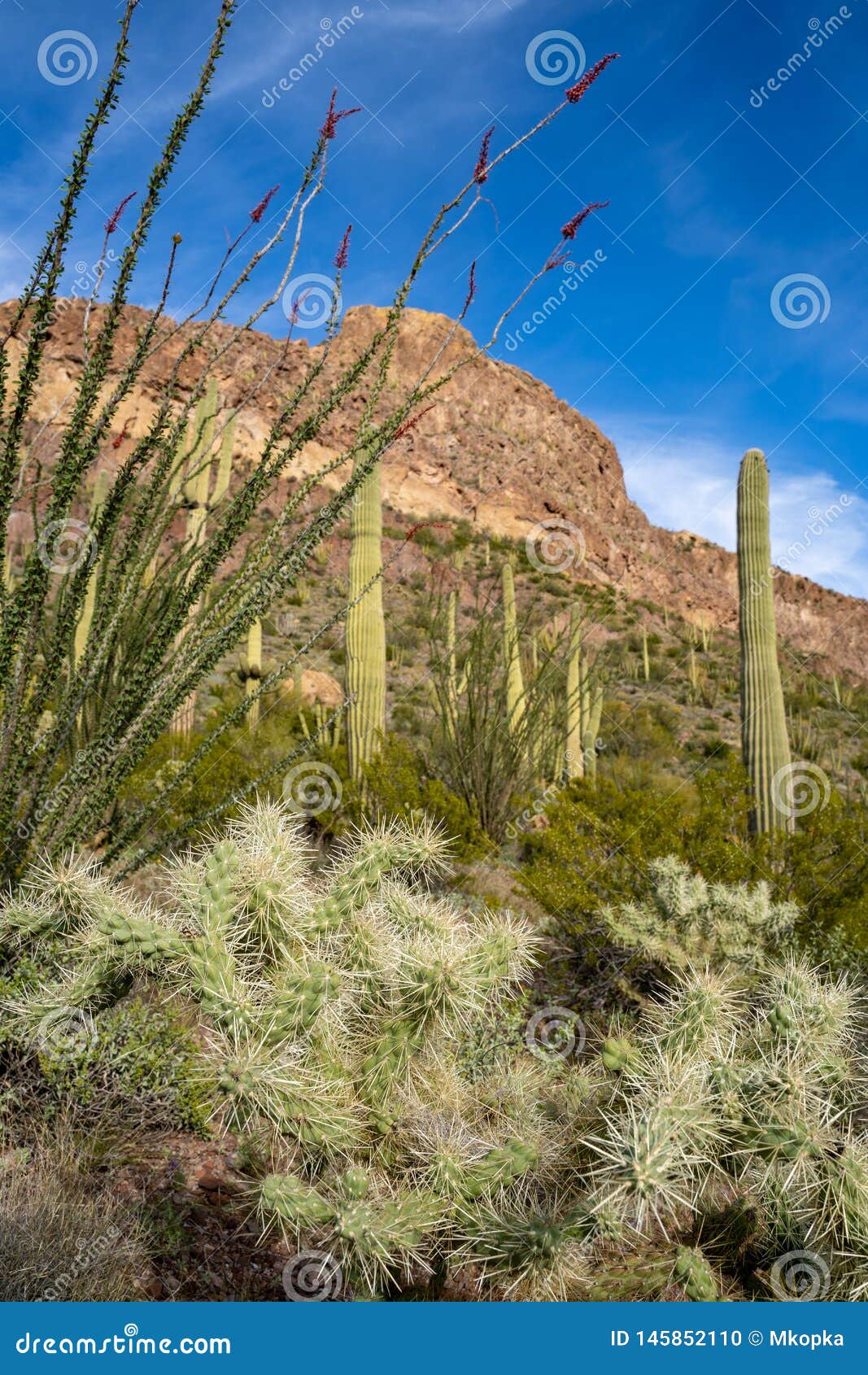 cholla cactus, ocotillo plants and saguaro cactus grow together along ajo mountain drive in arizona in organ pipe national