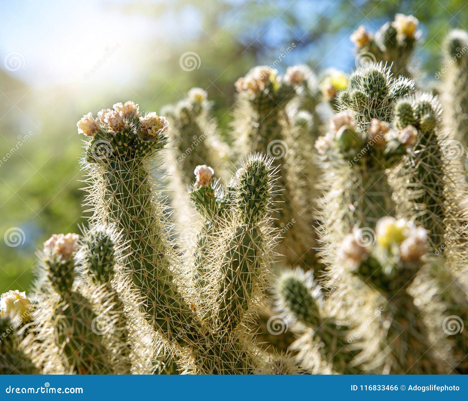 Cholla Cactus Plant in Arizona at Sunrise Stock Photo - Image of cholla ...