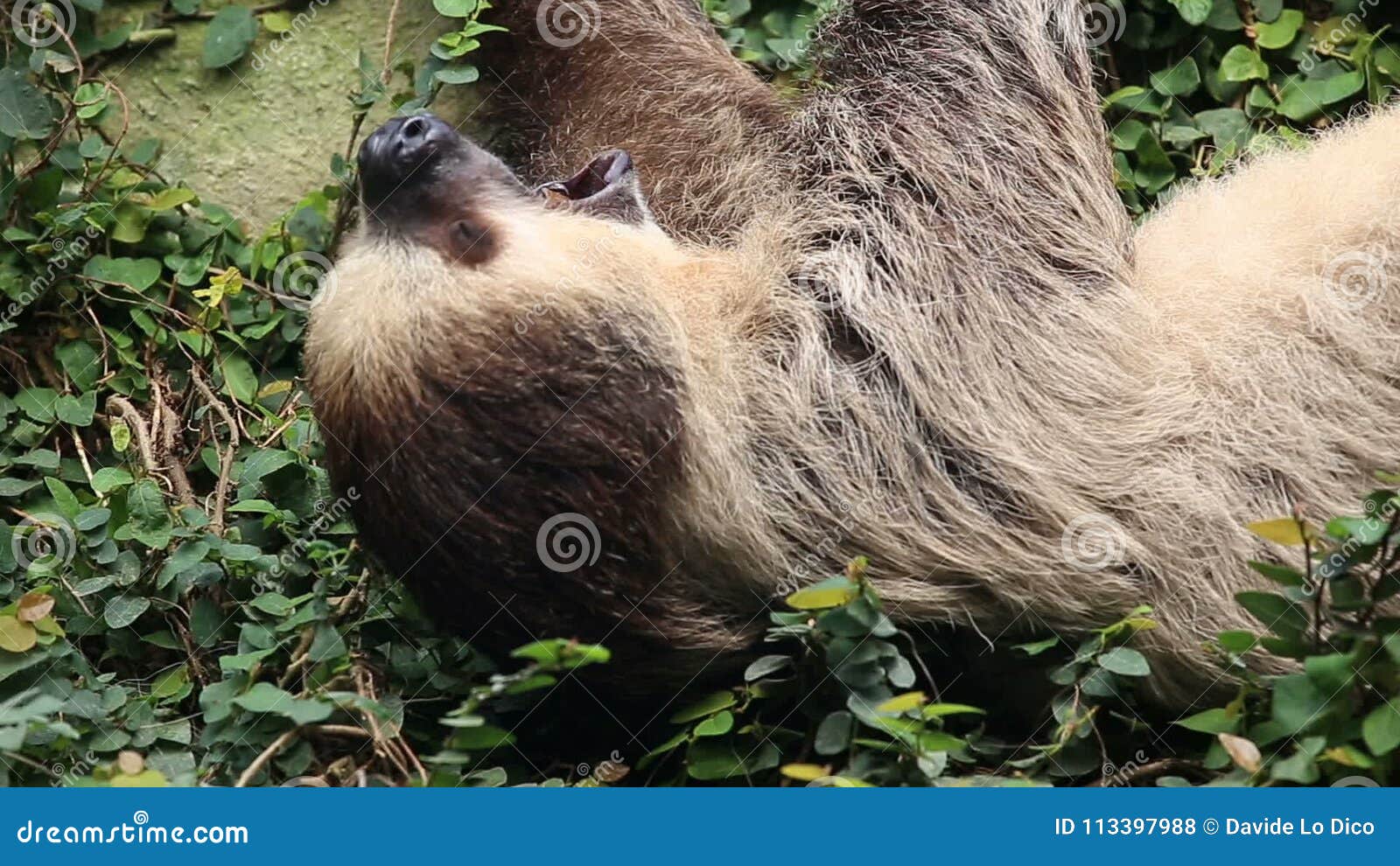 yawning sloth