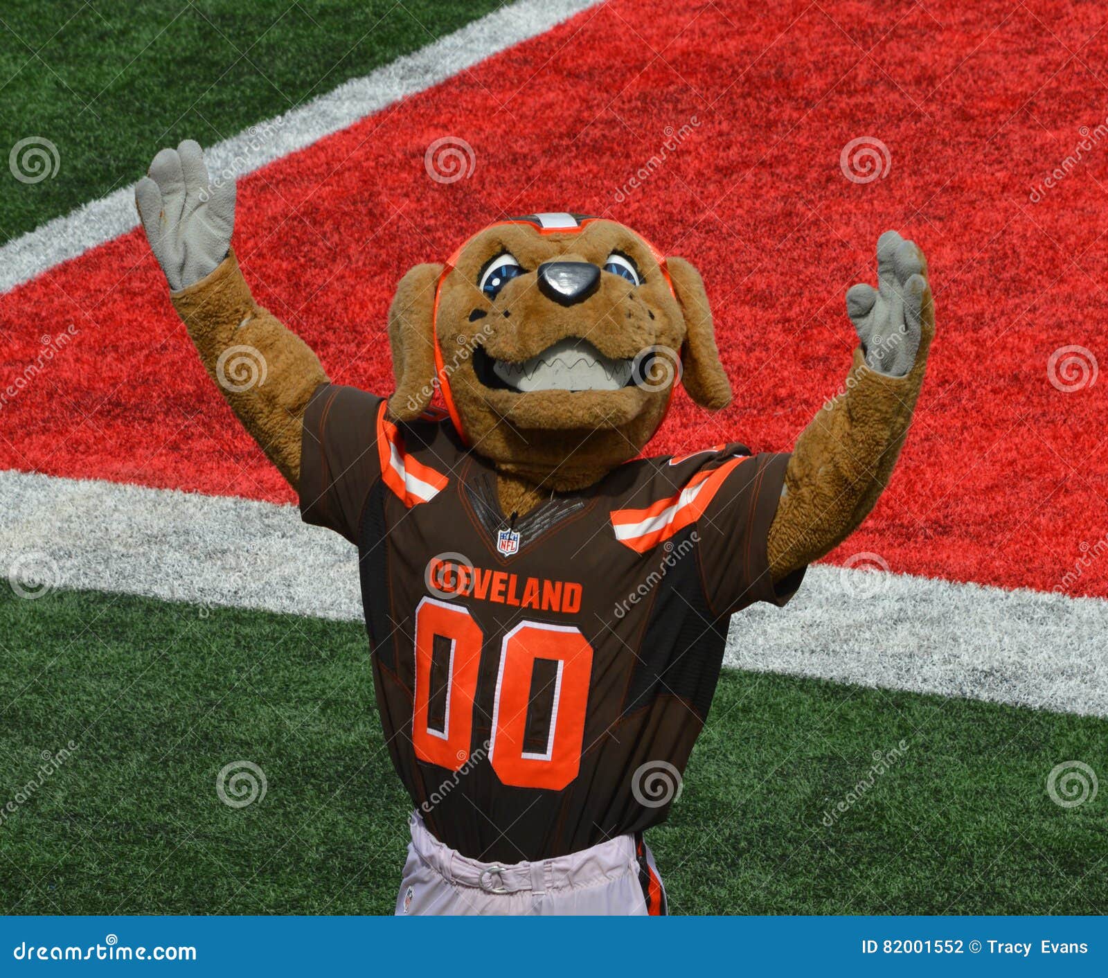 Chomps Nfl Mascot The Cleveland Browns Editorial Photography Image Of Actor Chomps 82001552