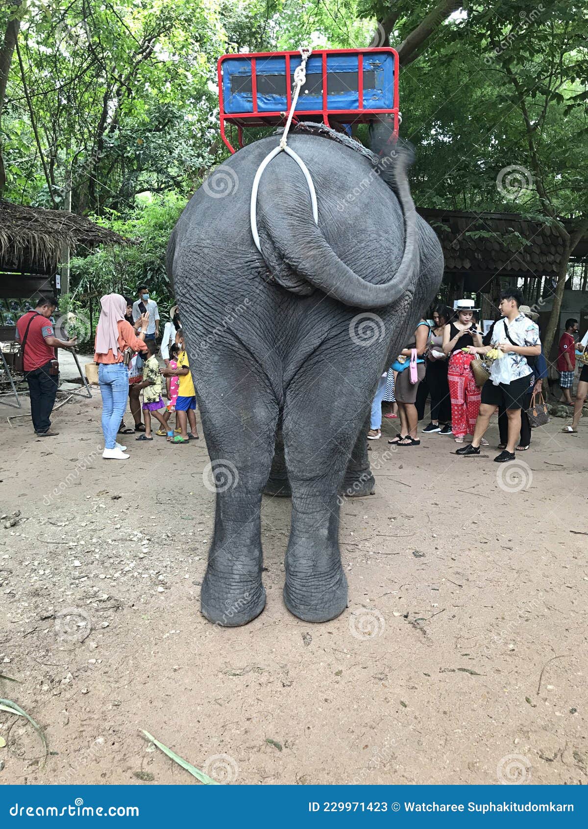 голова человека в жопе у слона фото 111